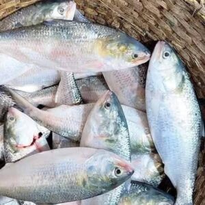 ৮ পিস ৫ কেজি ১৭০০ টাকা